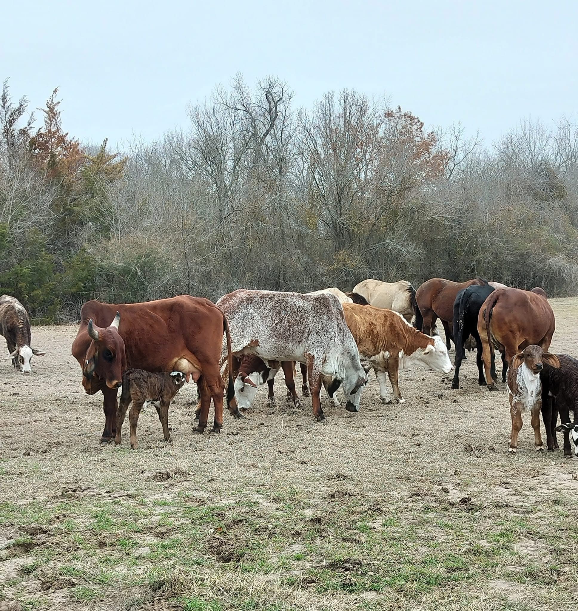 Tbd #16 Out Of 13345 Briar Road Azle TX 76020