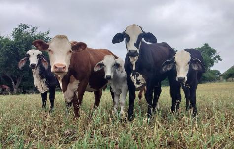 Tbd #16 Out Of 13345 Briar Road Azle TX 76020