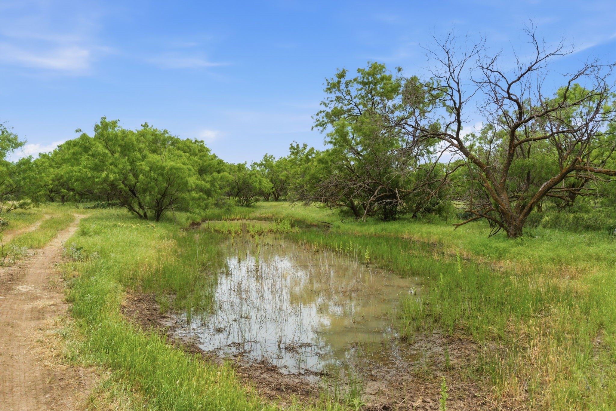 Tract 2 Fm 880 Moran TX 76464