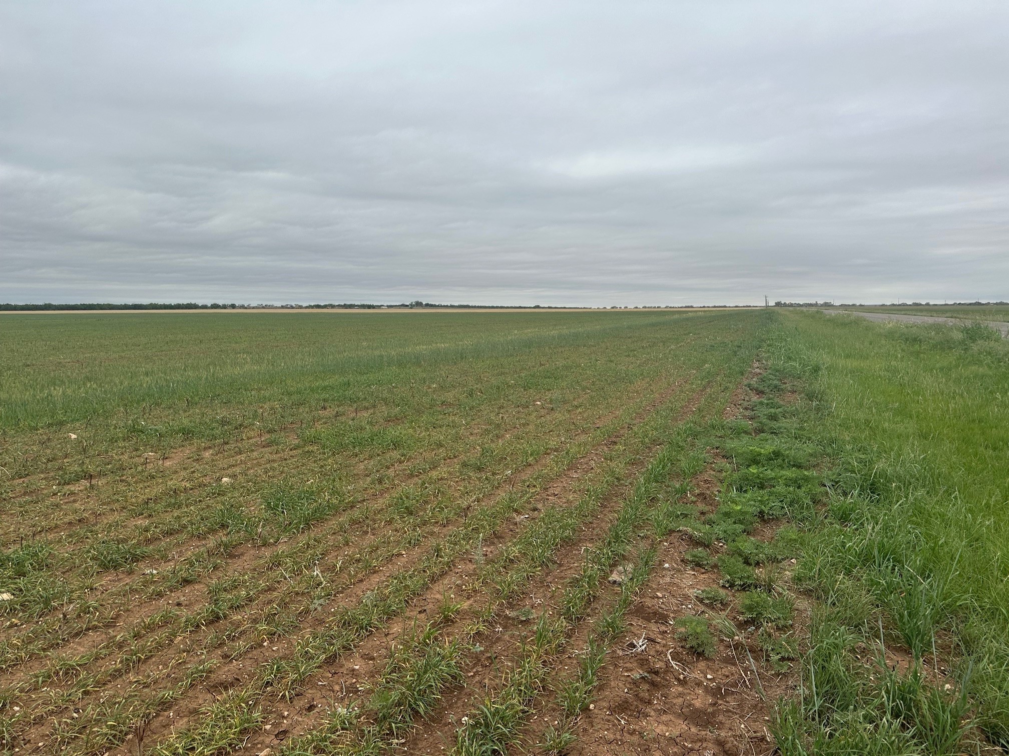 Tbd Fm 1812 ( Tract 2 ) Merkel TX 79536