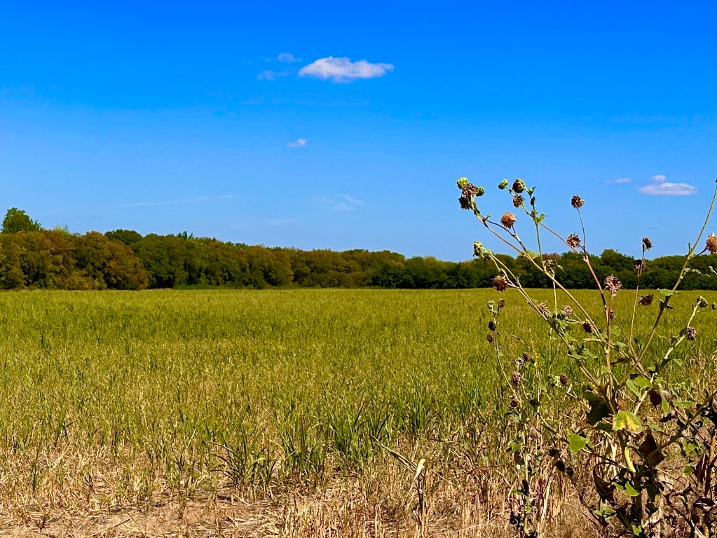 Tbd Lois Road W Sanger TX 76266