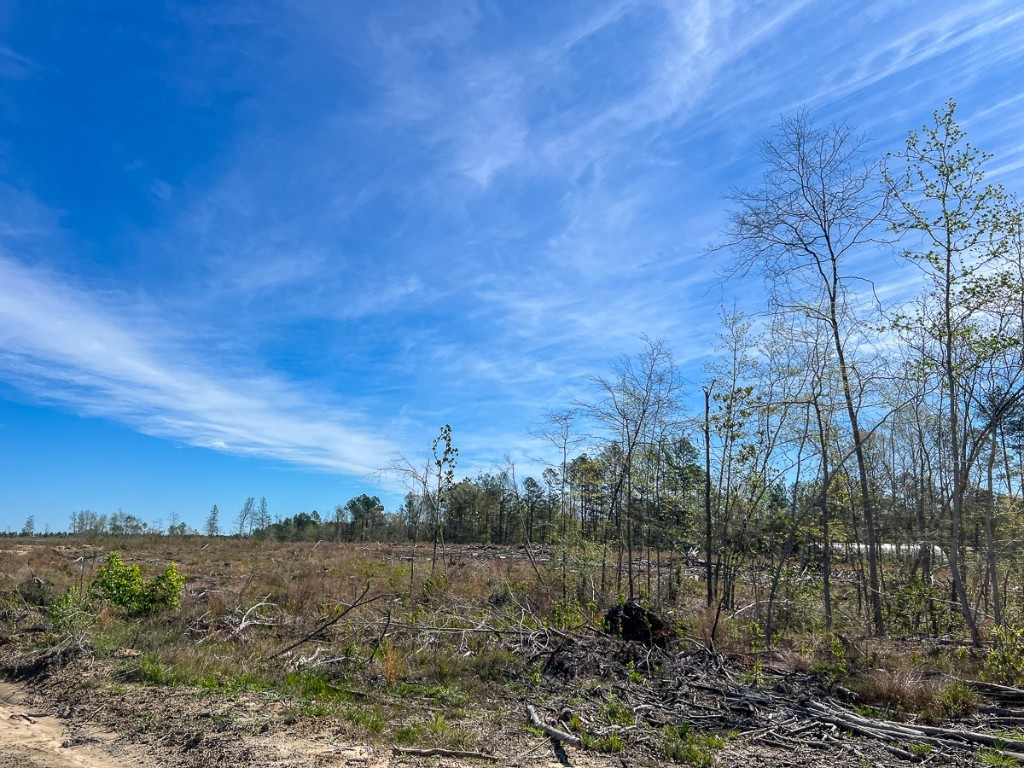 1 County Road 443 Kirbyville TX 75956