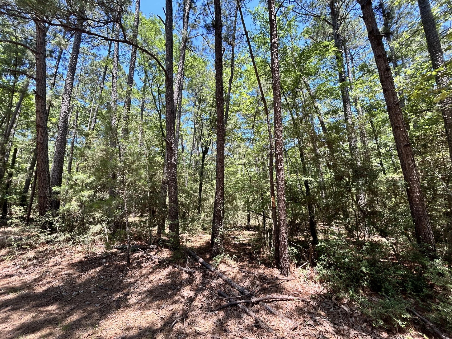Lot 19 Bh Caroll Street Trinity TX 75862