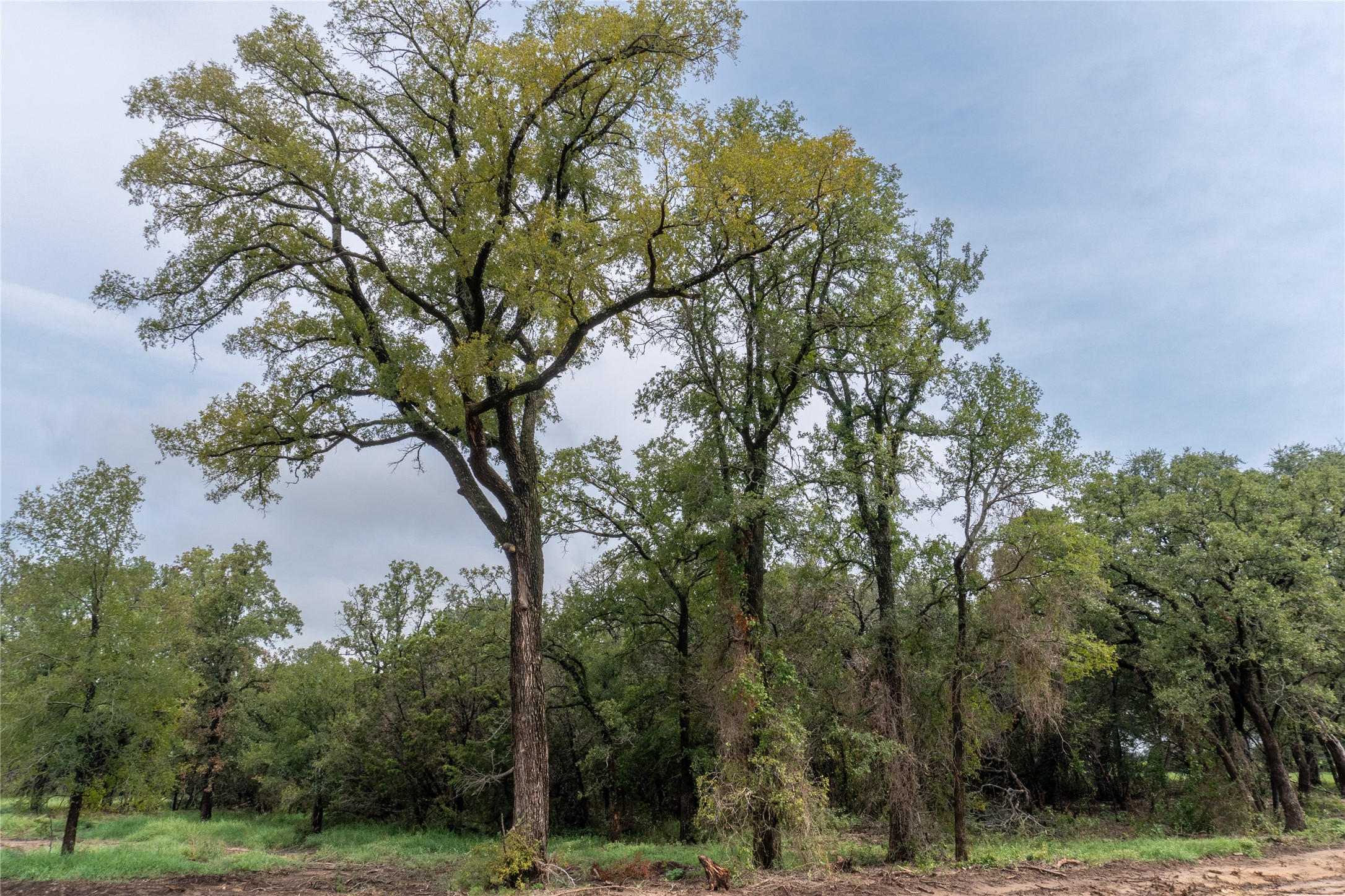 4750 Coleman Ranch Road Tolar TX 76476