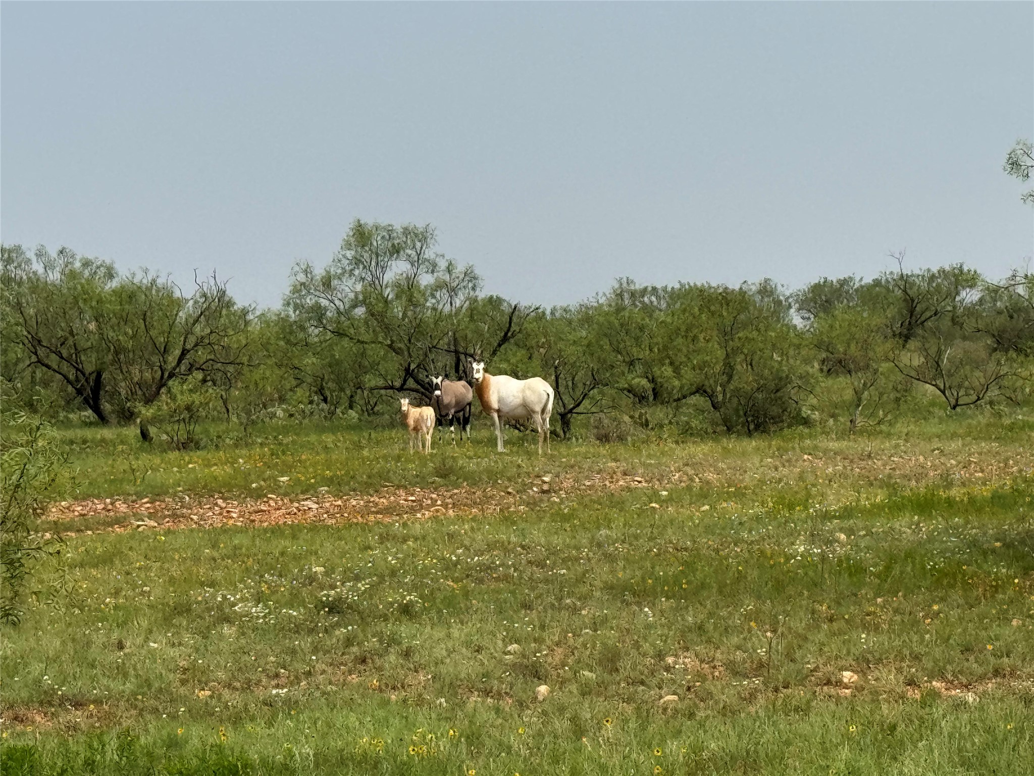 5703-5717 County Road 287 Ballinger TX 76821