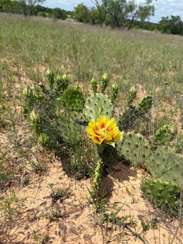 Tbd County Road 268 Tract B Rising Star TX 76471