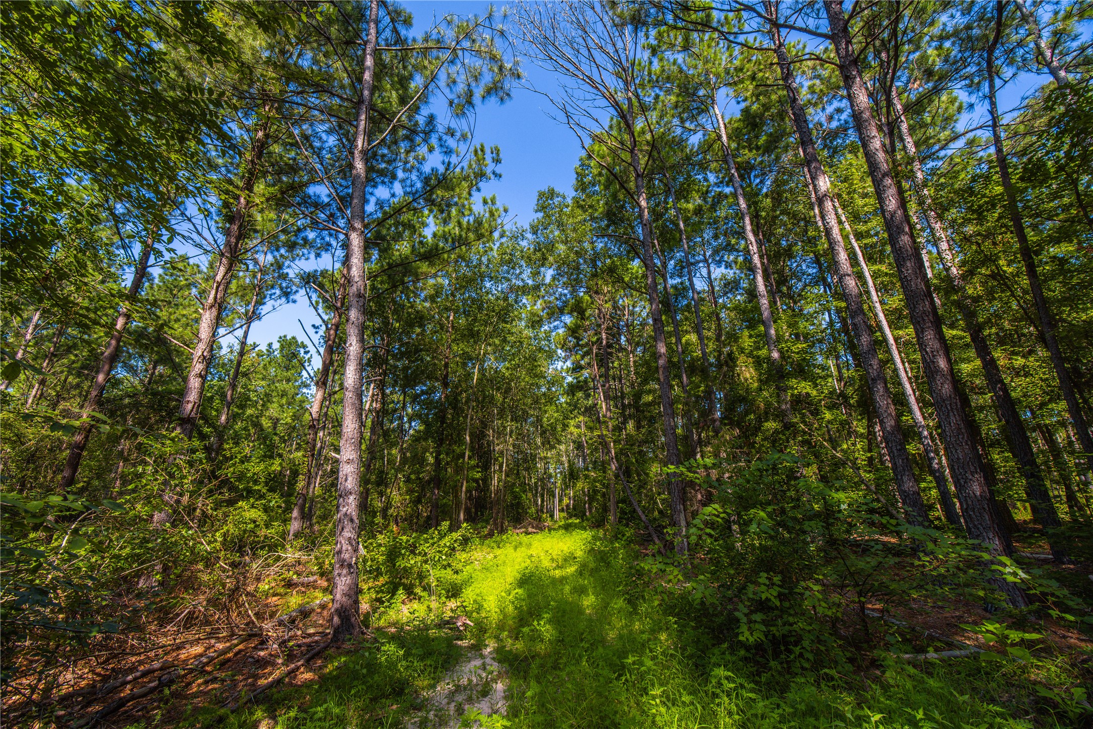 NW County Road 1713 Jacksonville TX 75766