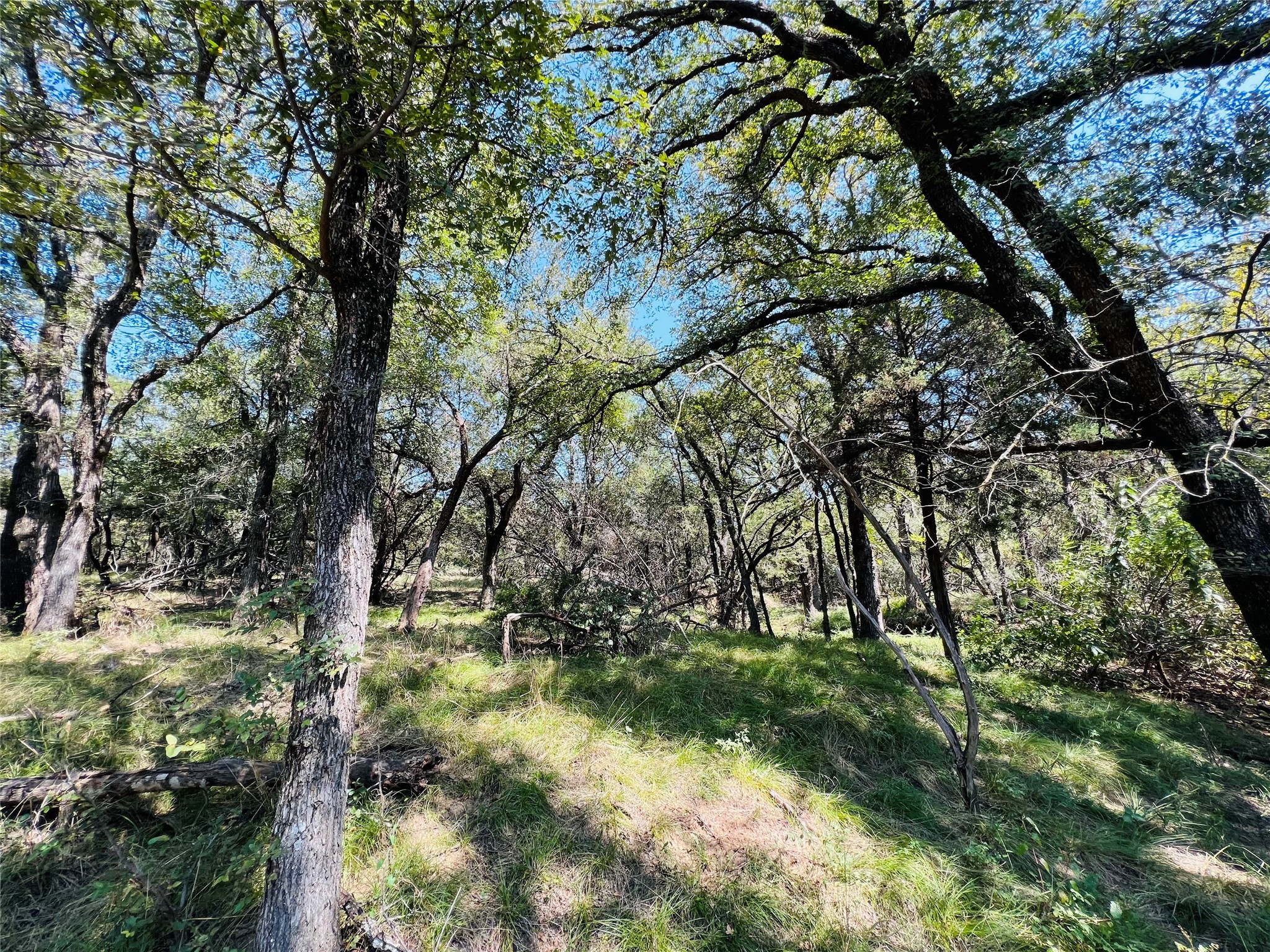 20 Ih Santo TX 76472