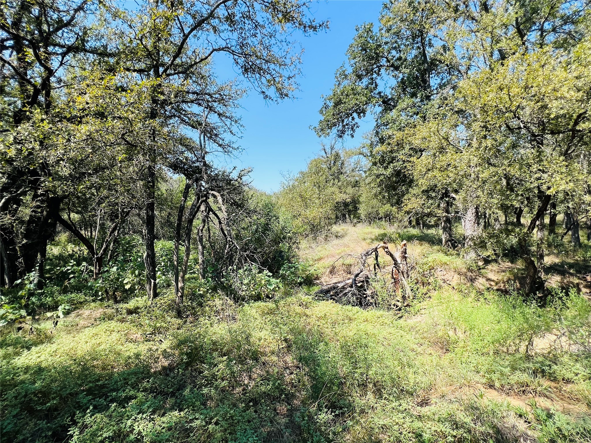 20 Ih Santo TX 76472