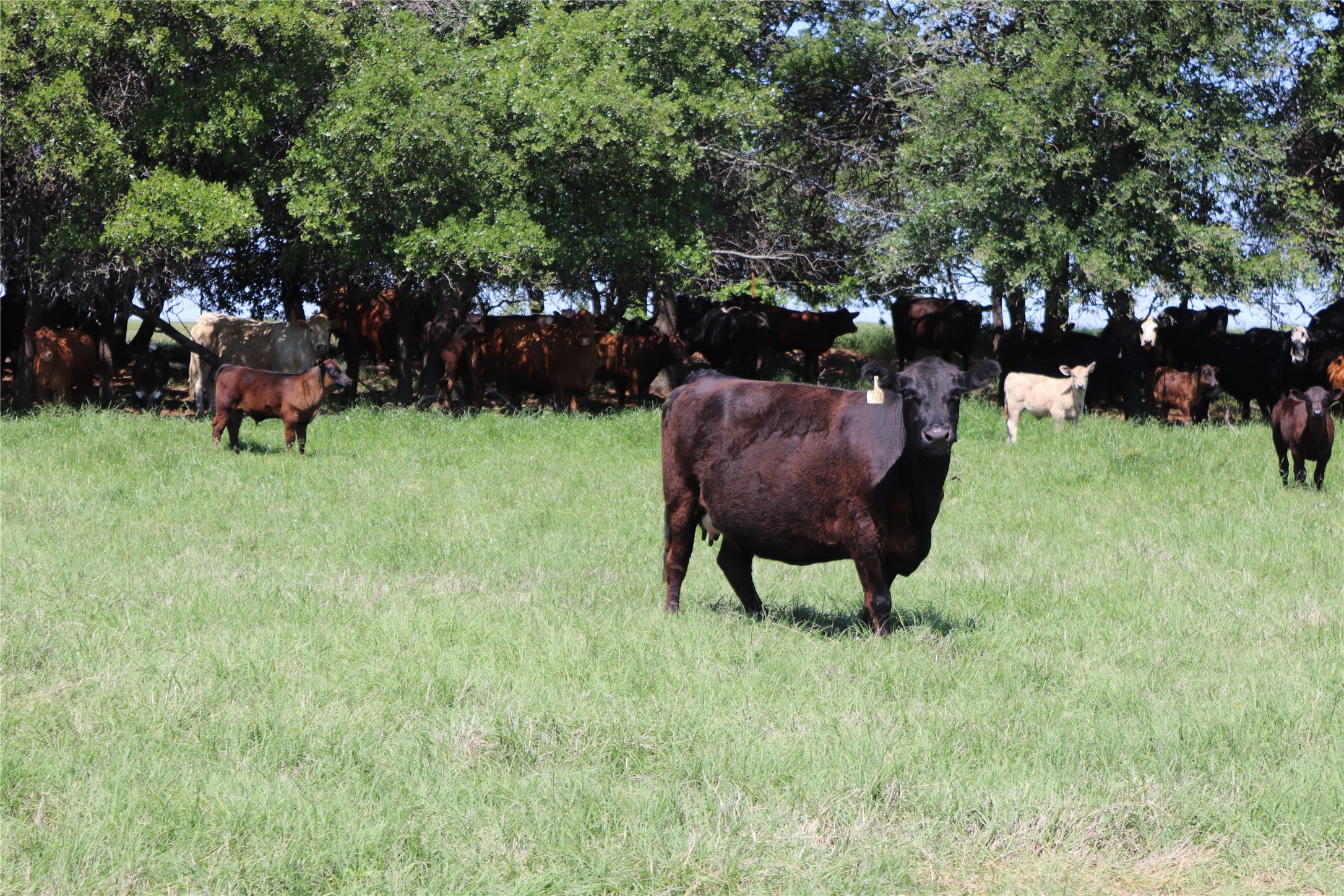 80 Acres North Deer Creek Road Henrietta TX 76365