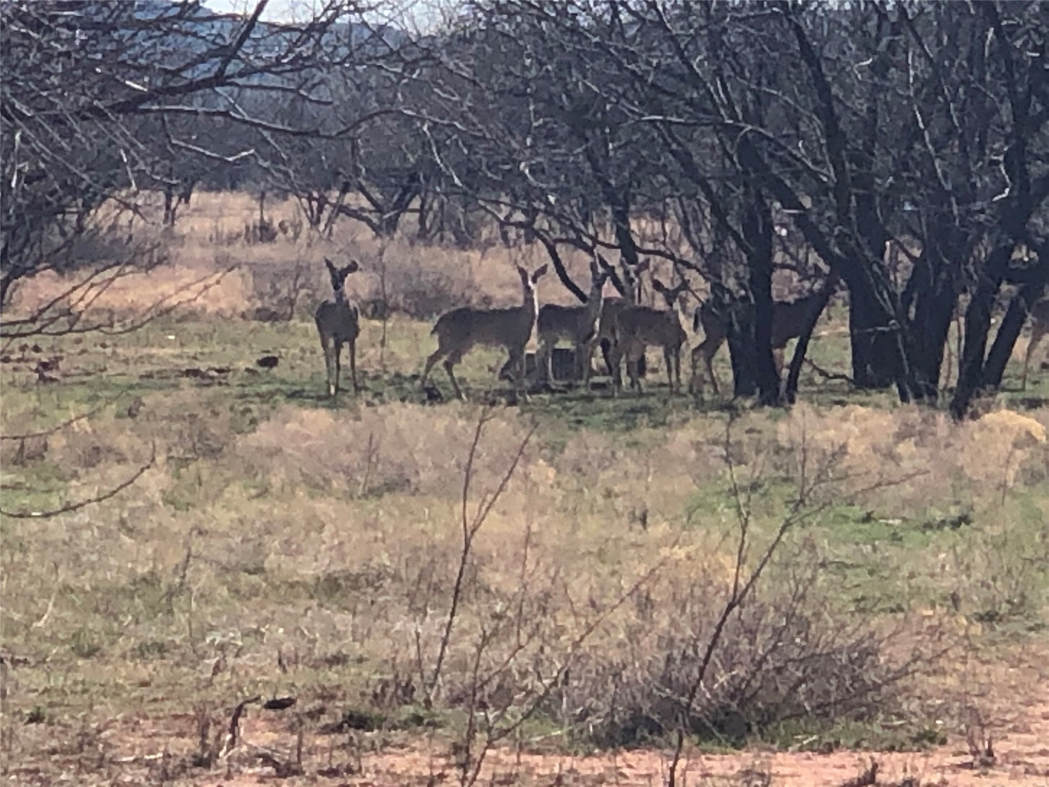 90 Acres Tbd Bacacita Farms Road Abilene TX 79602