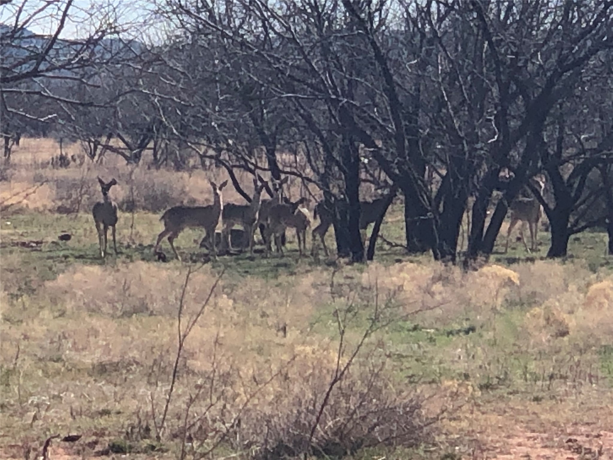 90 Acres Tbd Bacacita Farms Road Abilene TX 79602