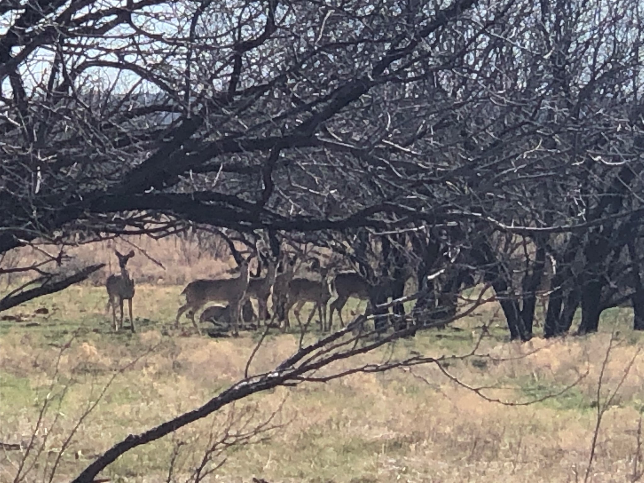 90 Acres Tbd Bacacita Farms Road Abilene TX 79602