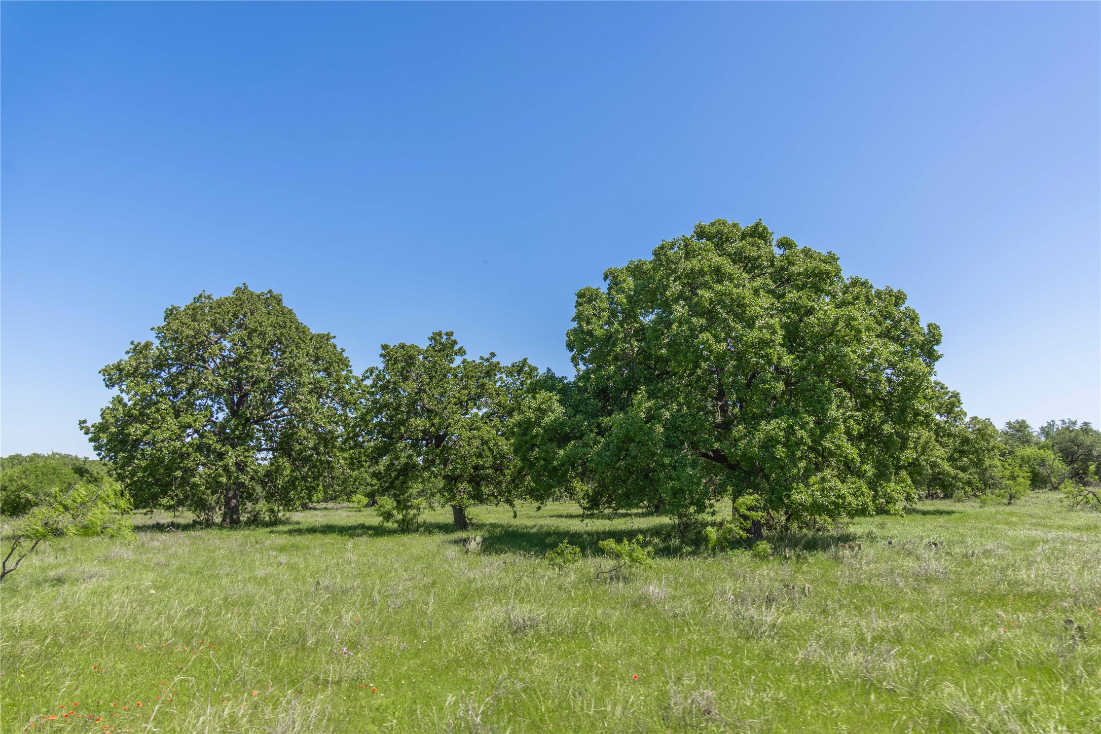 91 Acres Co Road 370 Carbon TX 76435