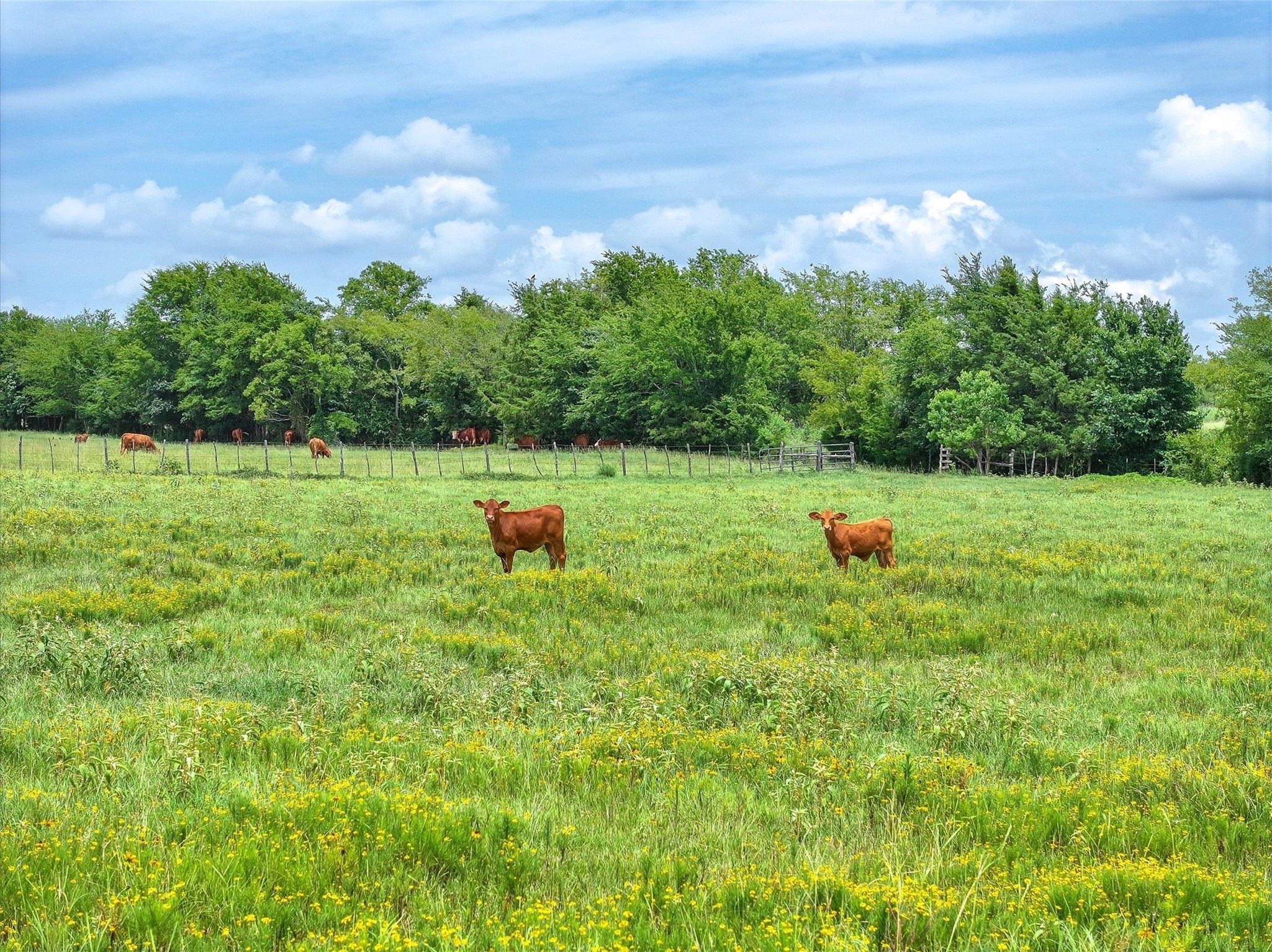Tract 8 County Road 3415 Jacksonville TX 75766