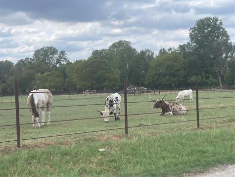 2160 County Road 4371 Decatur TX 76234