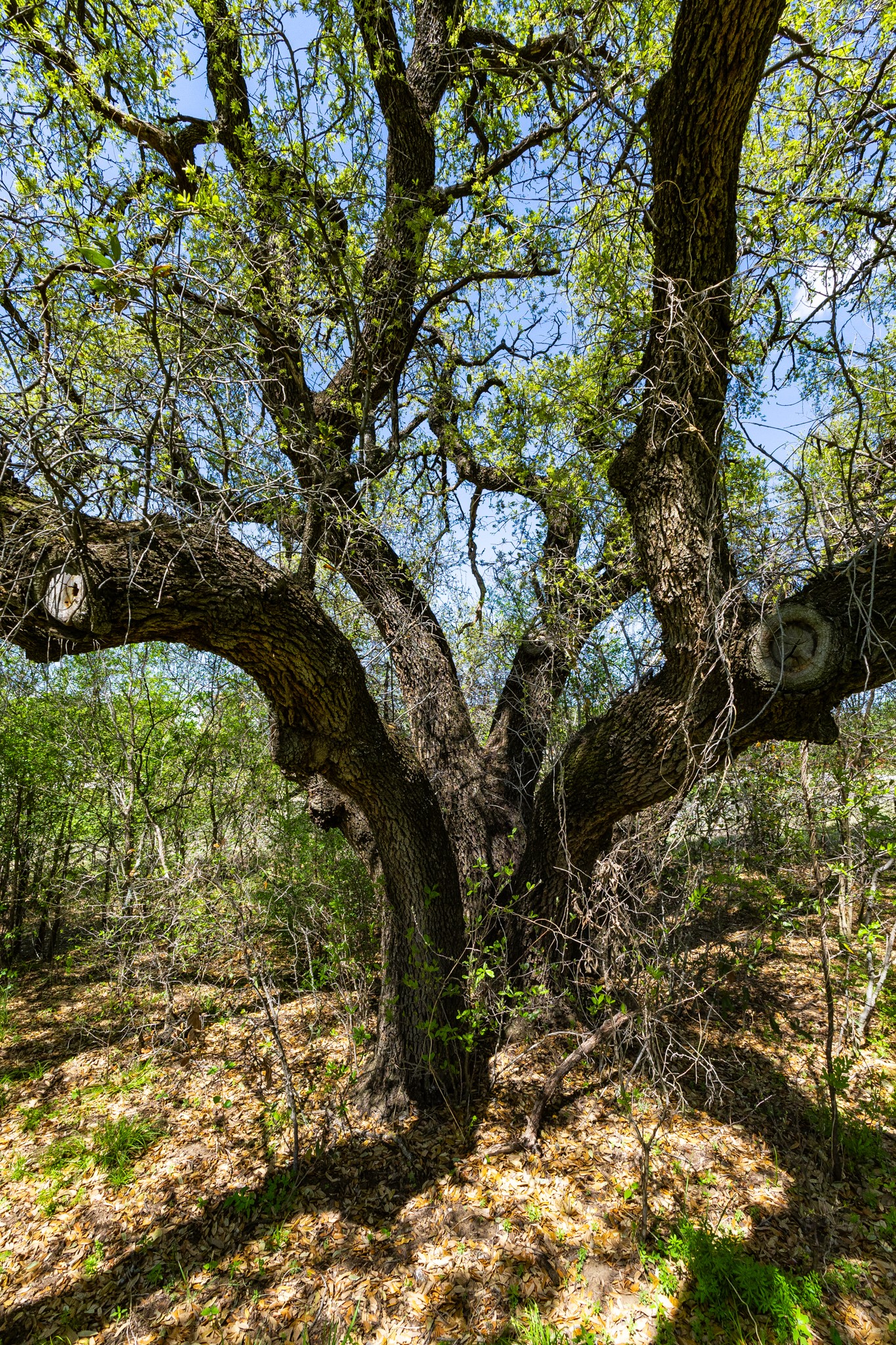 Lot 446 Indigo Bush Possum Kingdom Lake TX 76449