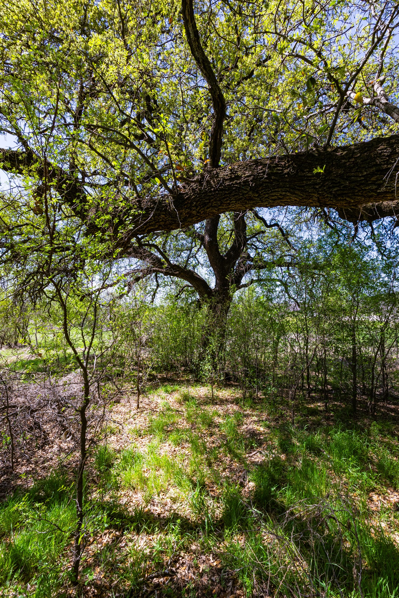 Lot 446 Indigo Bush Possum Kingdom Lake TX 76449