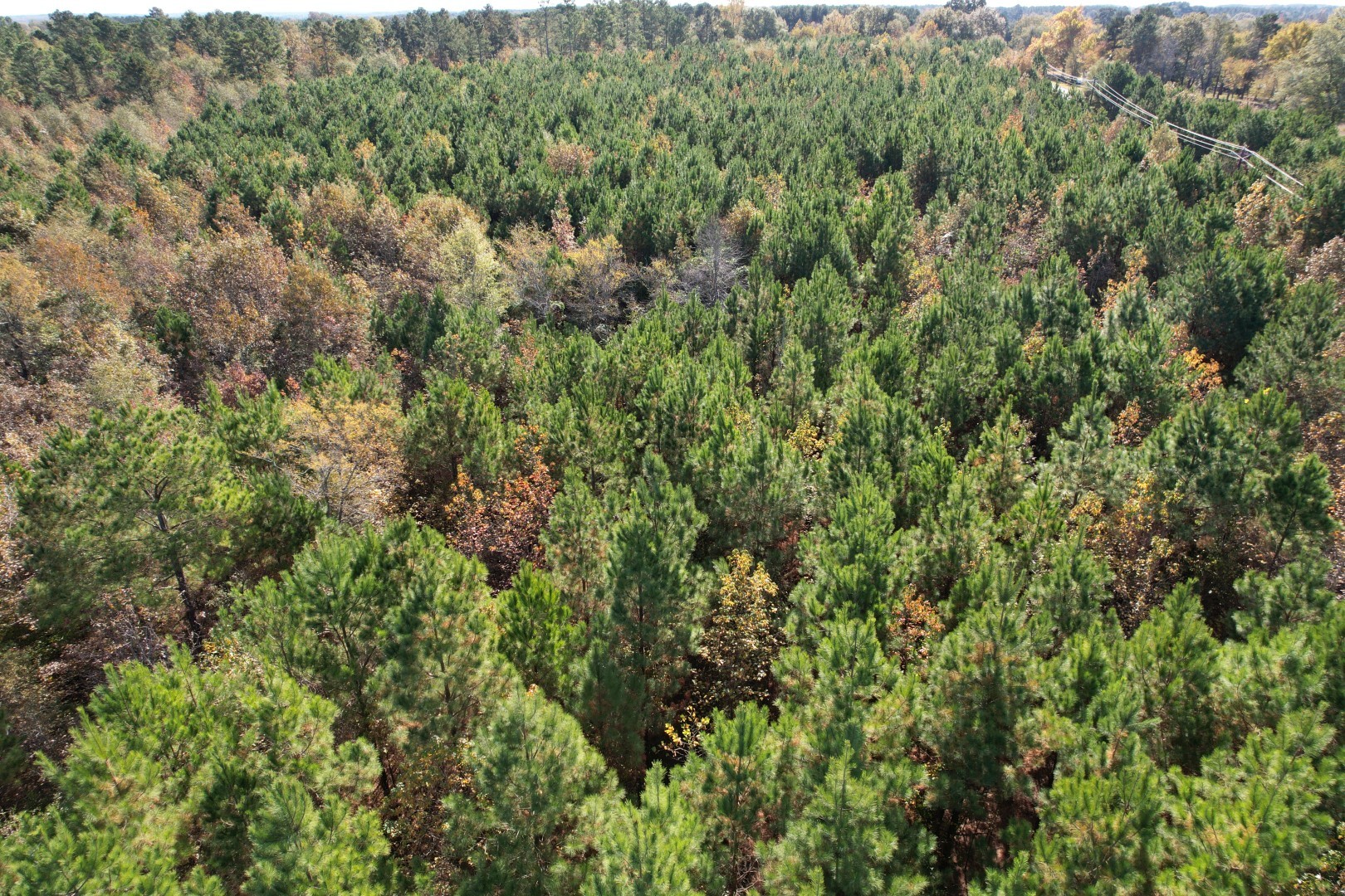 Tbd Fm 1650 Gilmer TX 75645