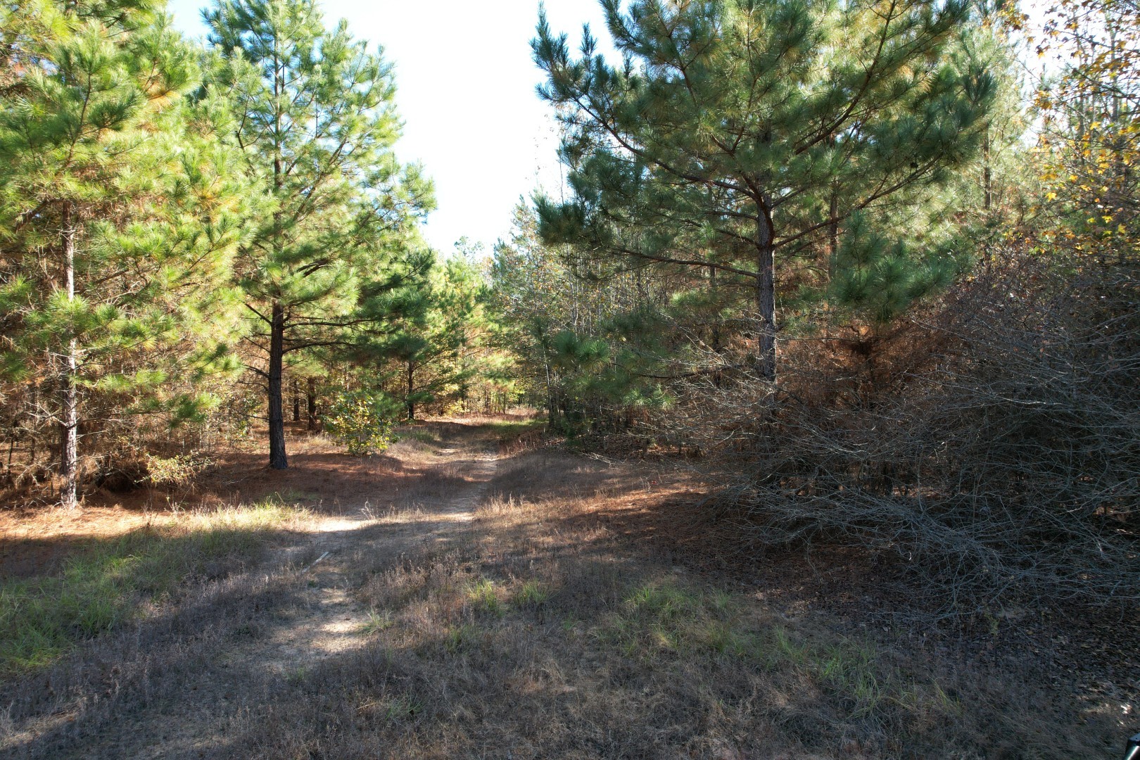 Tbd Fm 1650 Gilmer TX 75645