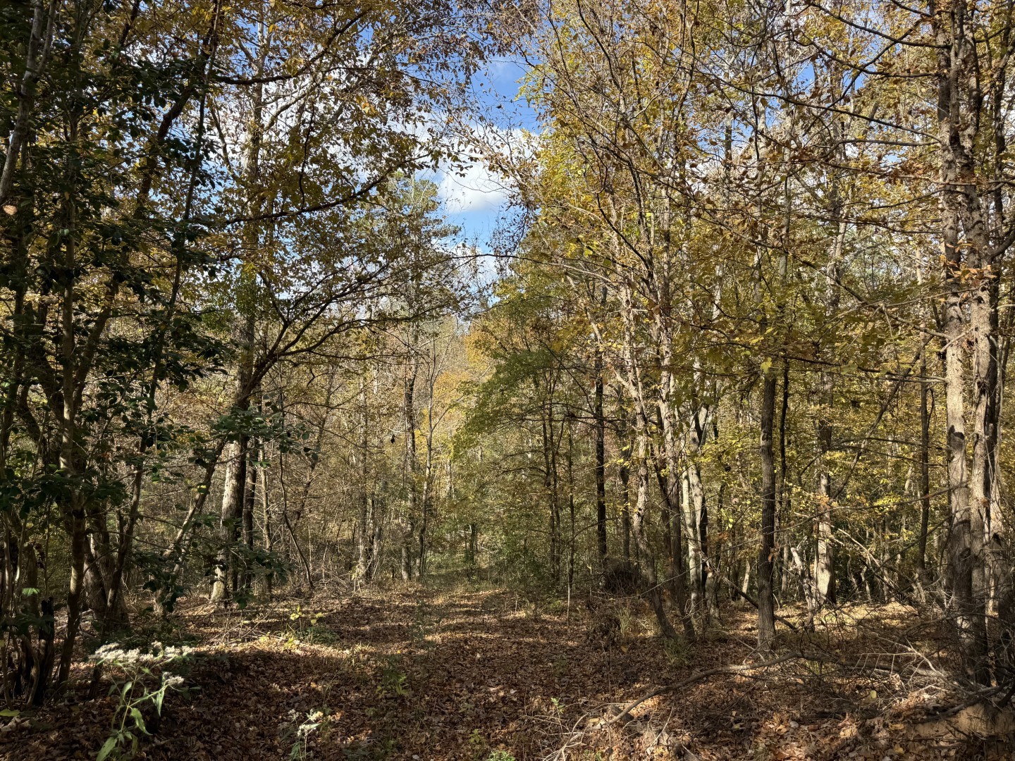 Tbd Fm 1650 Gilmer TX 75645