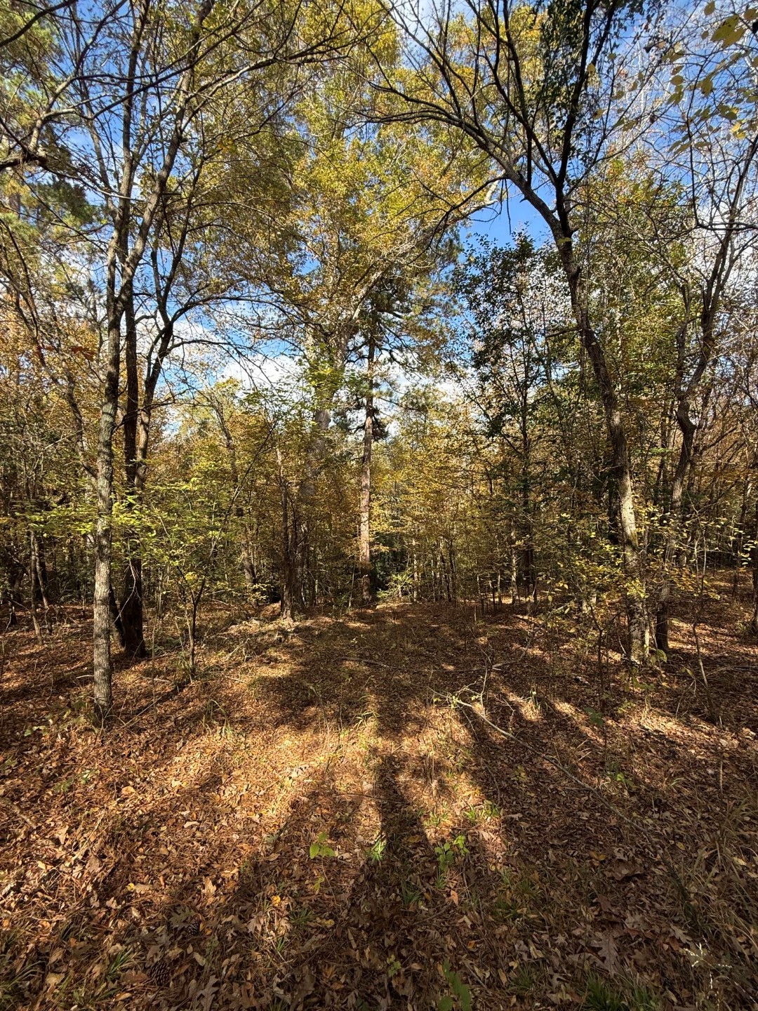 Tbd Fm 1650 Gilmer TX 75645