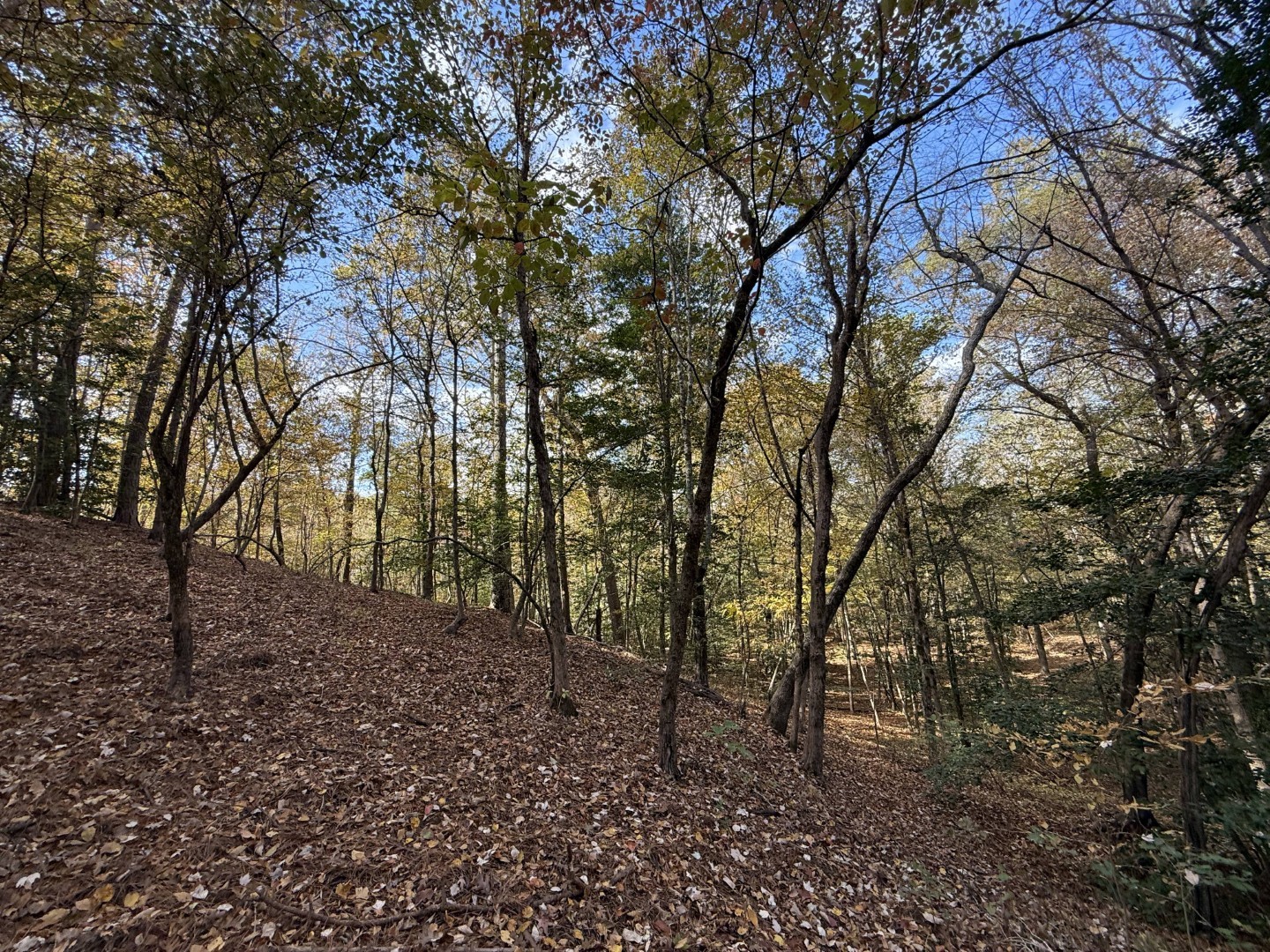 Tbd Fm 1650 Gilmer TX 75645
