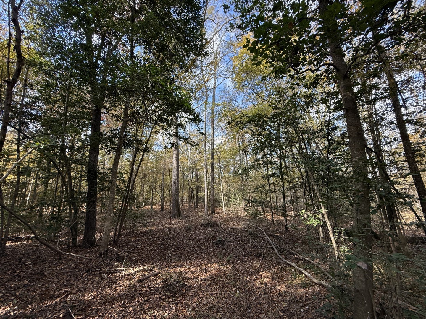 Tbd Fm 1650 Gilmer TX 75645