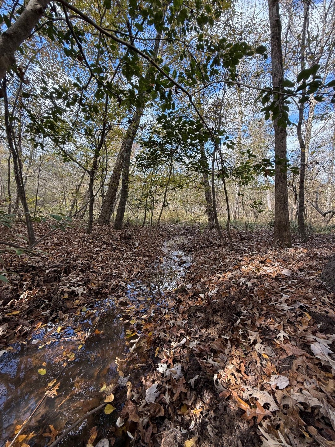 Tbd Fm 1650 Gilmer TX 75645