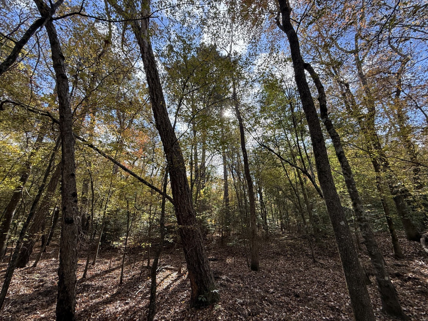 Tbd Fm 1650 Gilmer TX 75645