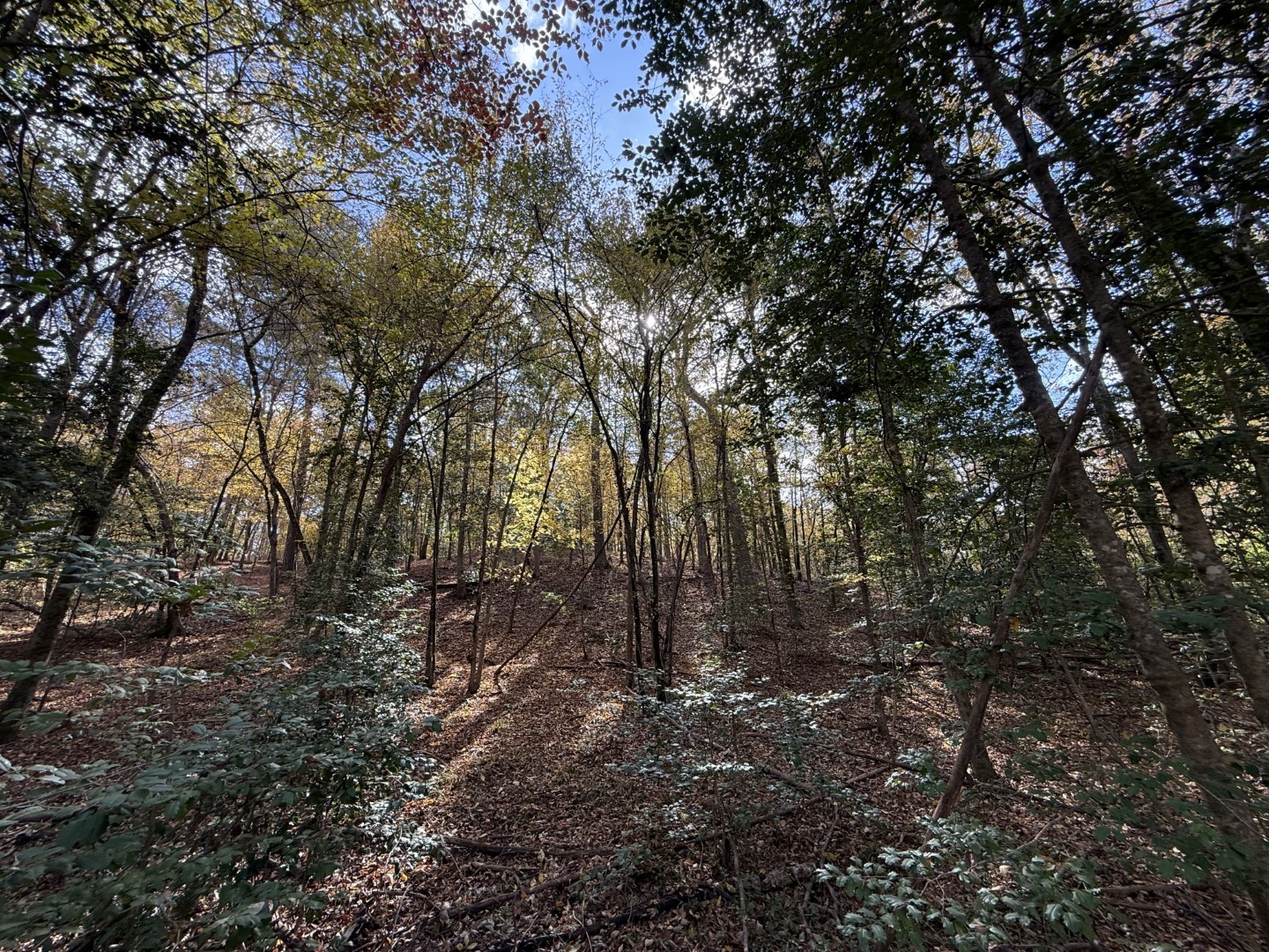 Tbd Fm 1650 Gilmer TX 75645