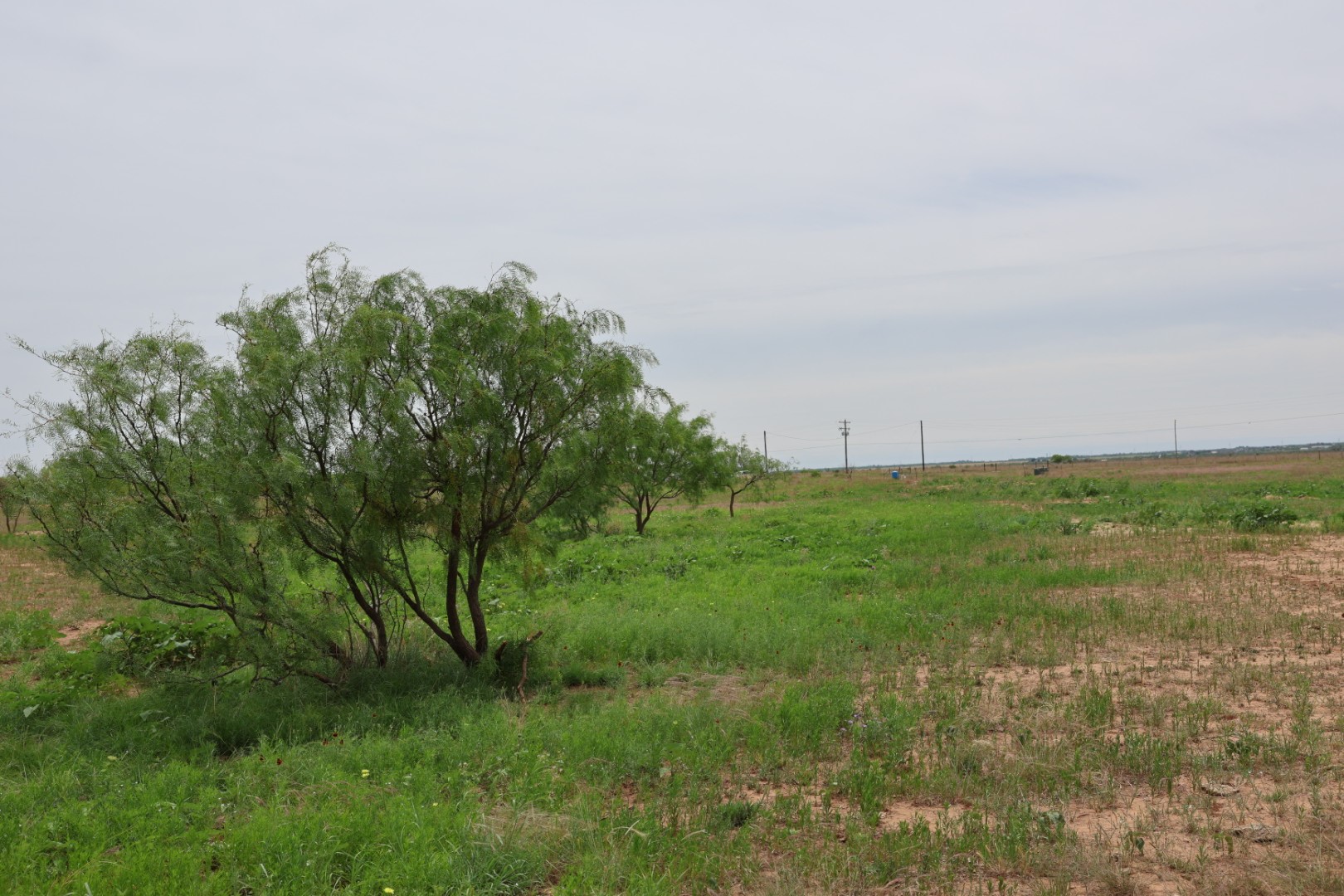 13558 A County Road 440 Merkel TX 79536