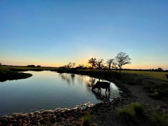 Tbd Cr 358 Gause TX 77857