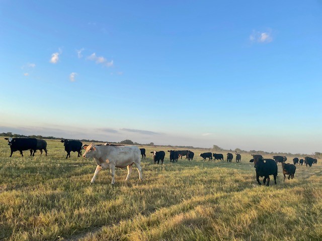 Tbd Cr 358 Gause TX 77857