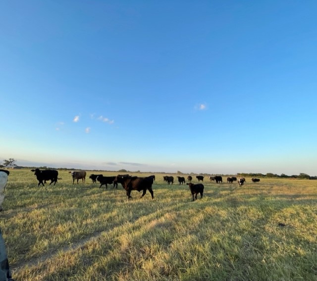 Tbd Cr 358 Gause TX 77857