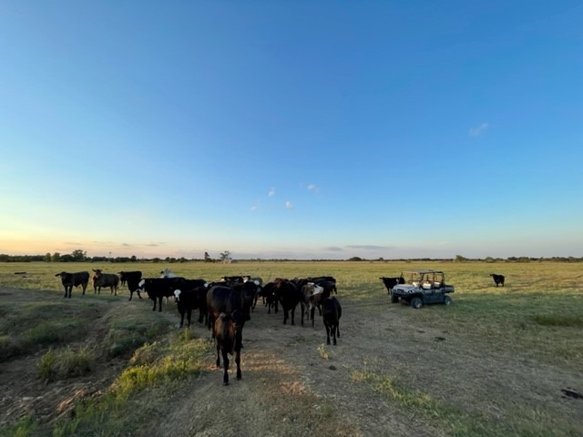 Tbd Cr 358 Gause TX 77857