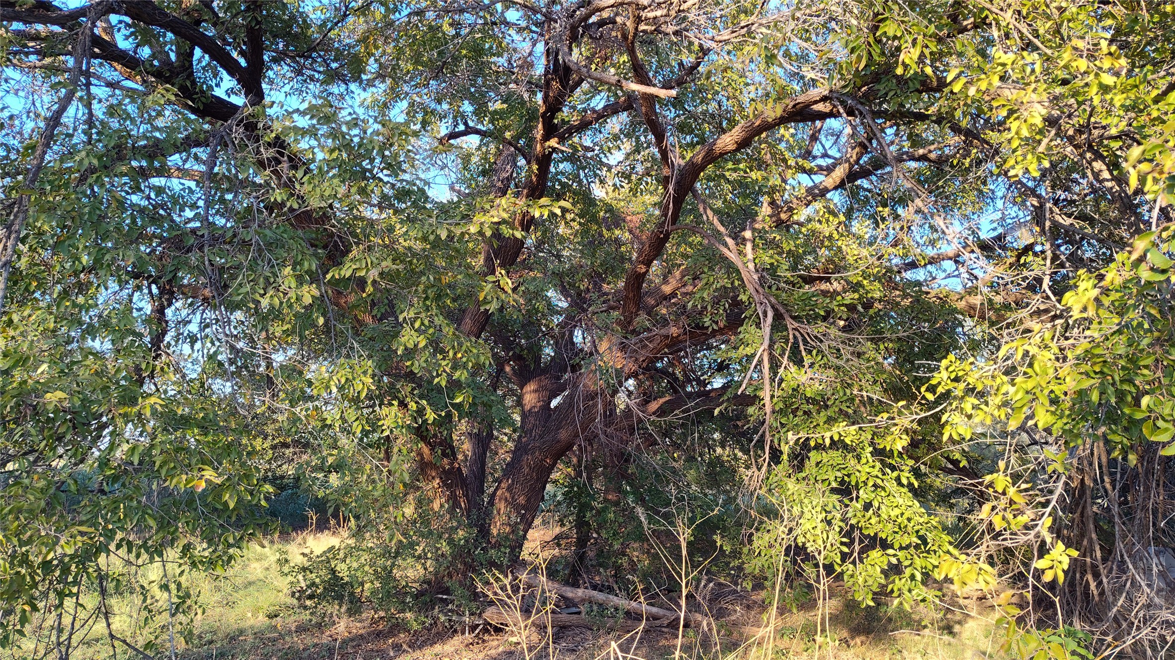 5428 Cr 364 Anson TX 79501