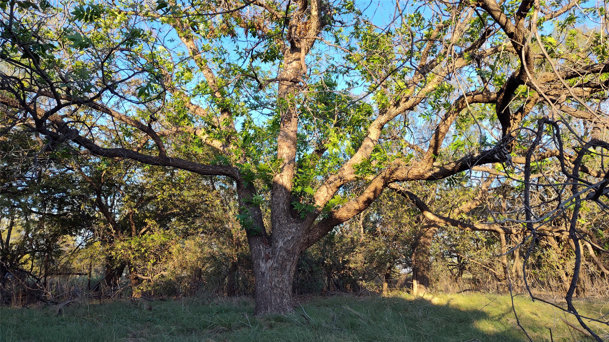 5428 Cr 364 Anson TX 79501