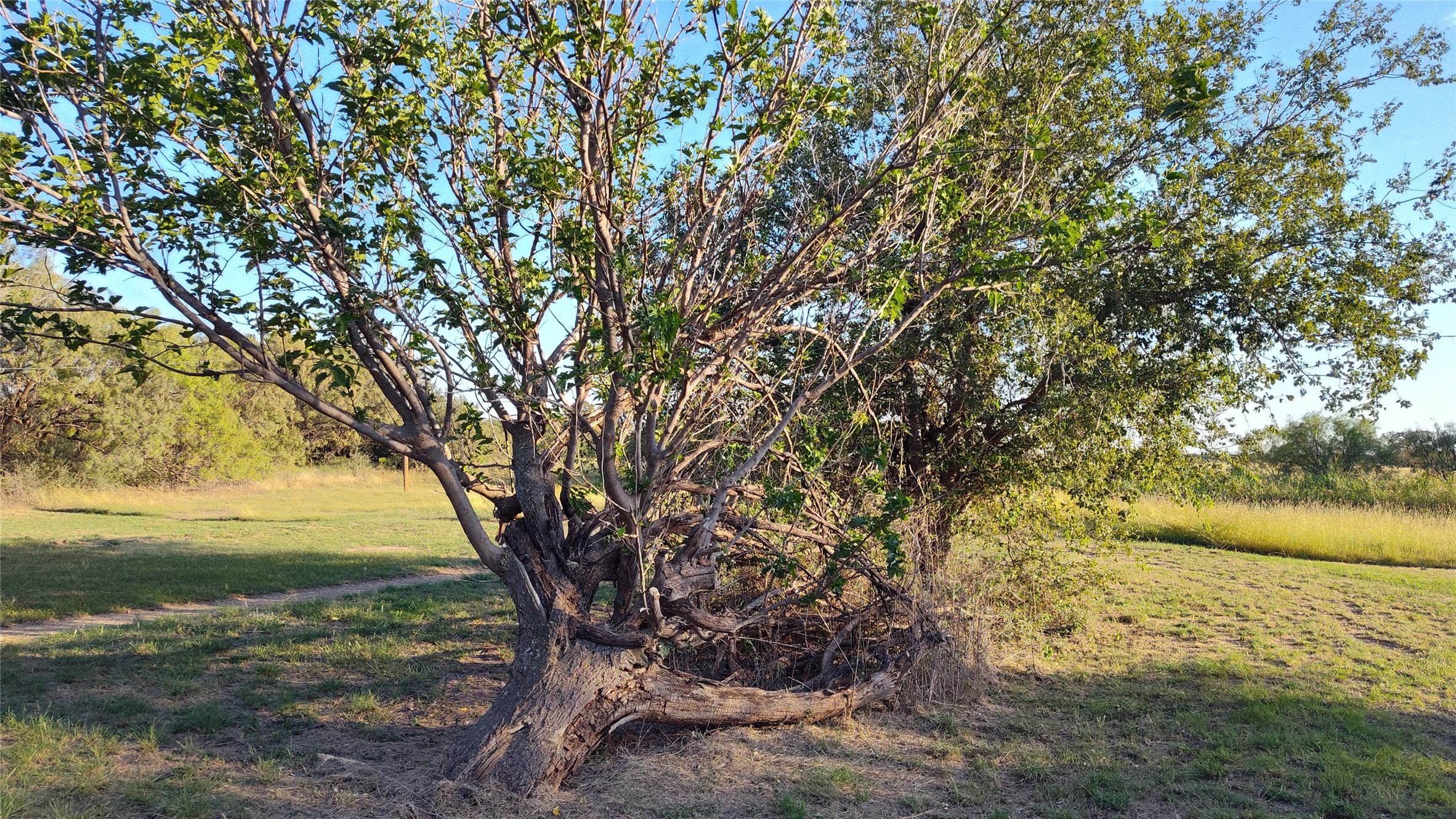 5428 Cr 364 Anson TX 79501