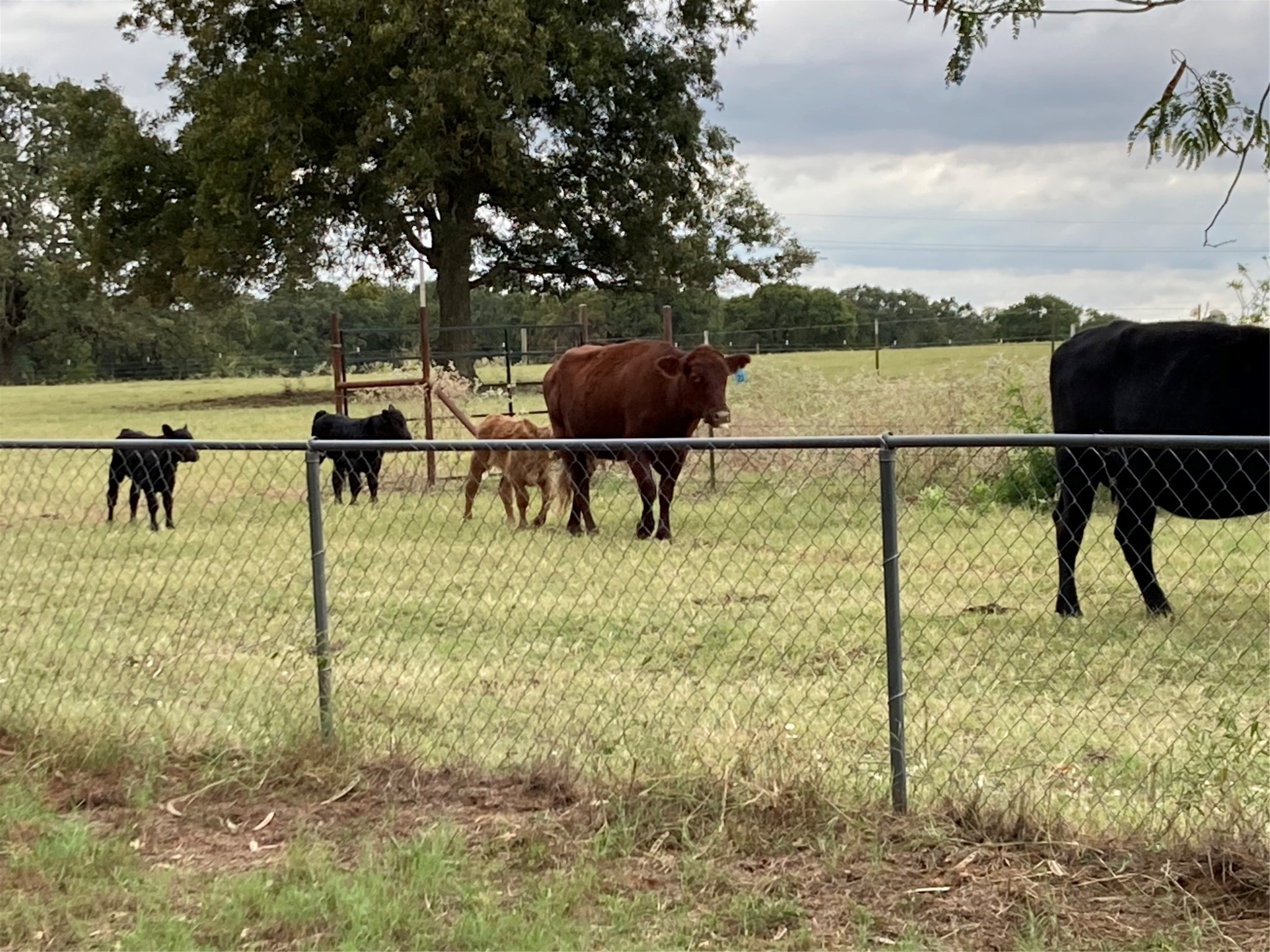 Pr 114 Pr 114 Covington TX 76636
