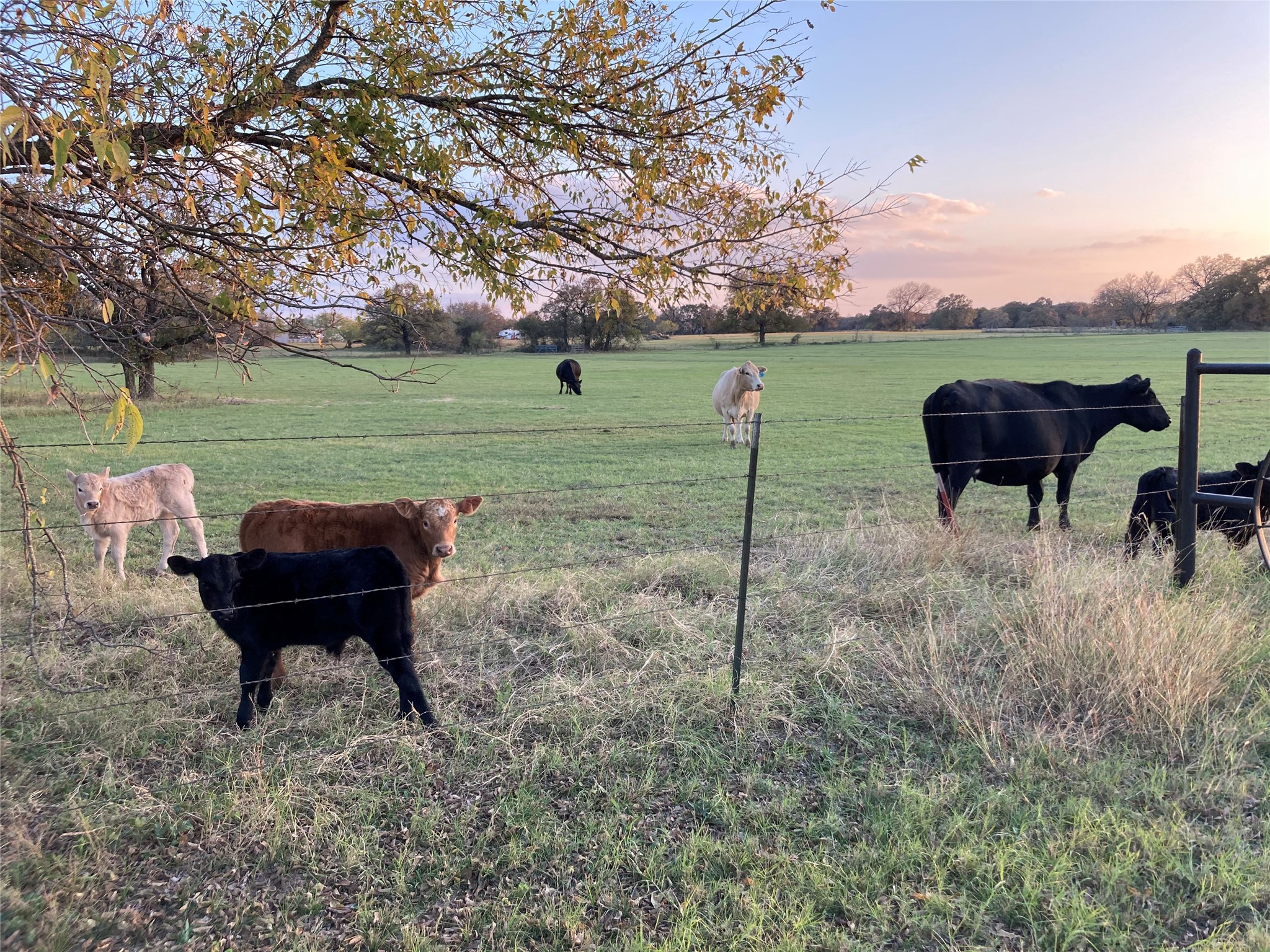 Pr 114 Pr 114 Covington TX 76636