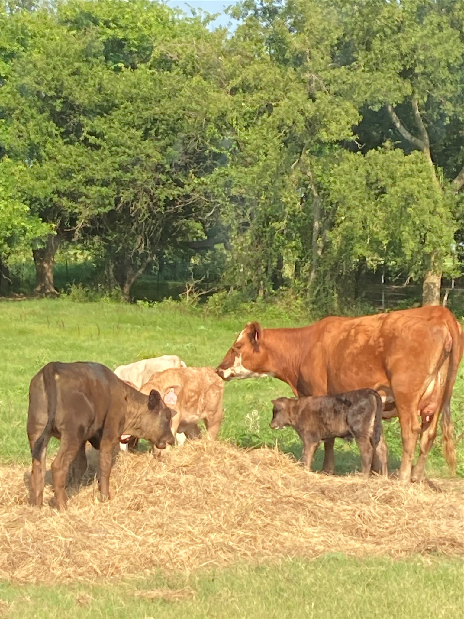 Pr 114 Pr 114 Covington TX 76636