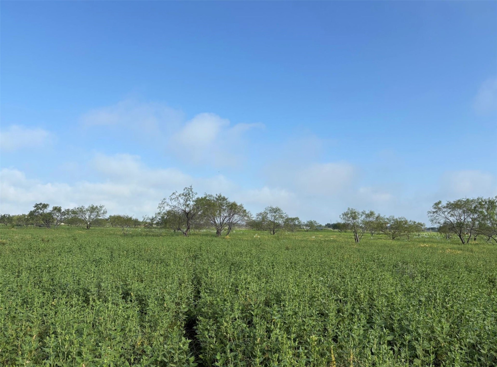 4363 Fm-1126 Corsicana TX 75110