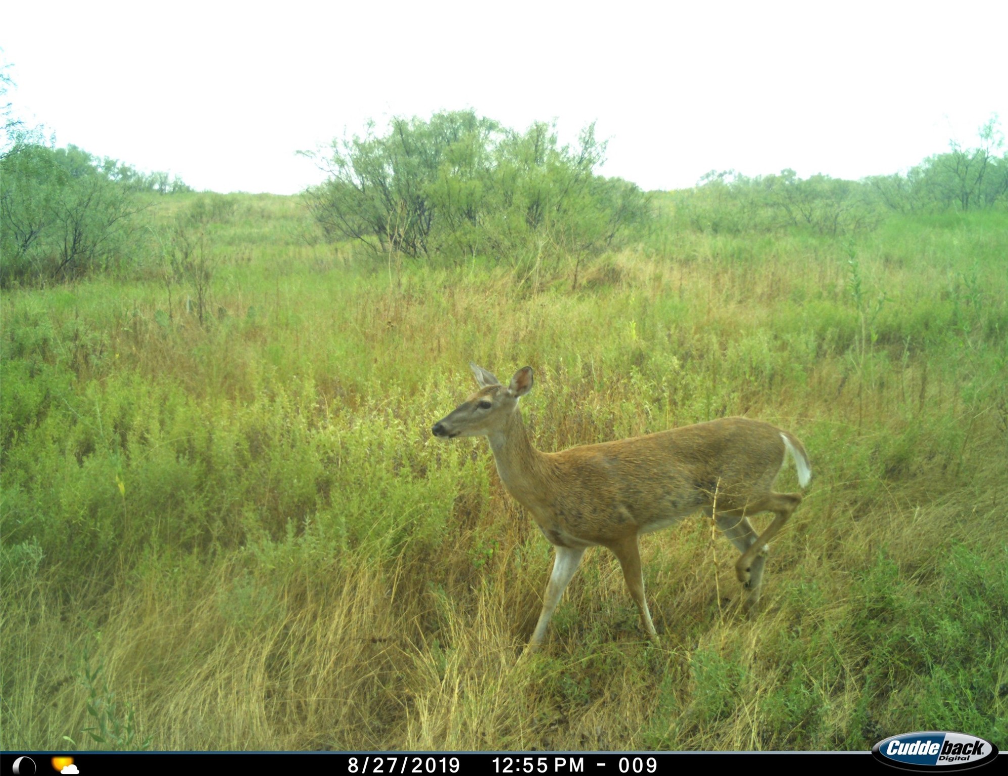 Tbd Fm 367 Electra TX 76360
