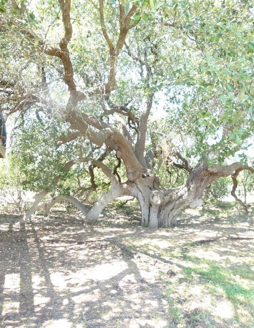 Tbd County Road 216 San Saba TX 76877