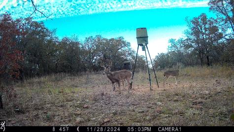 Tbd Bloodworth Road Road Bowie TX 76230