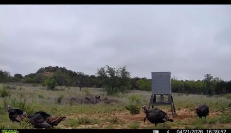 Tbd 90 Cr 220 Wingate TX 79566