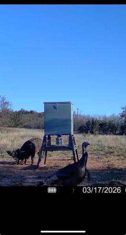 Tbd 90 Cr 220 Wingate TX 79566