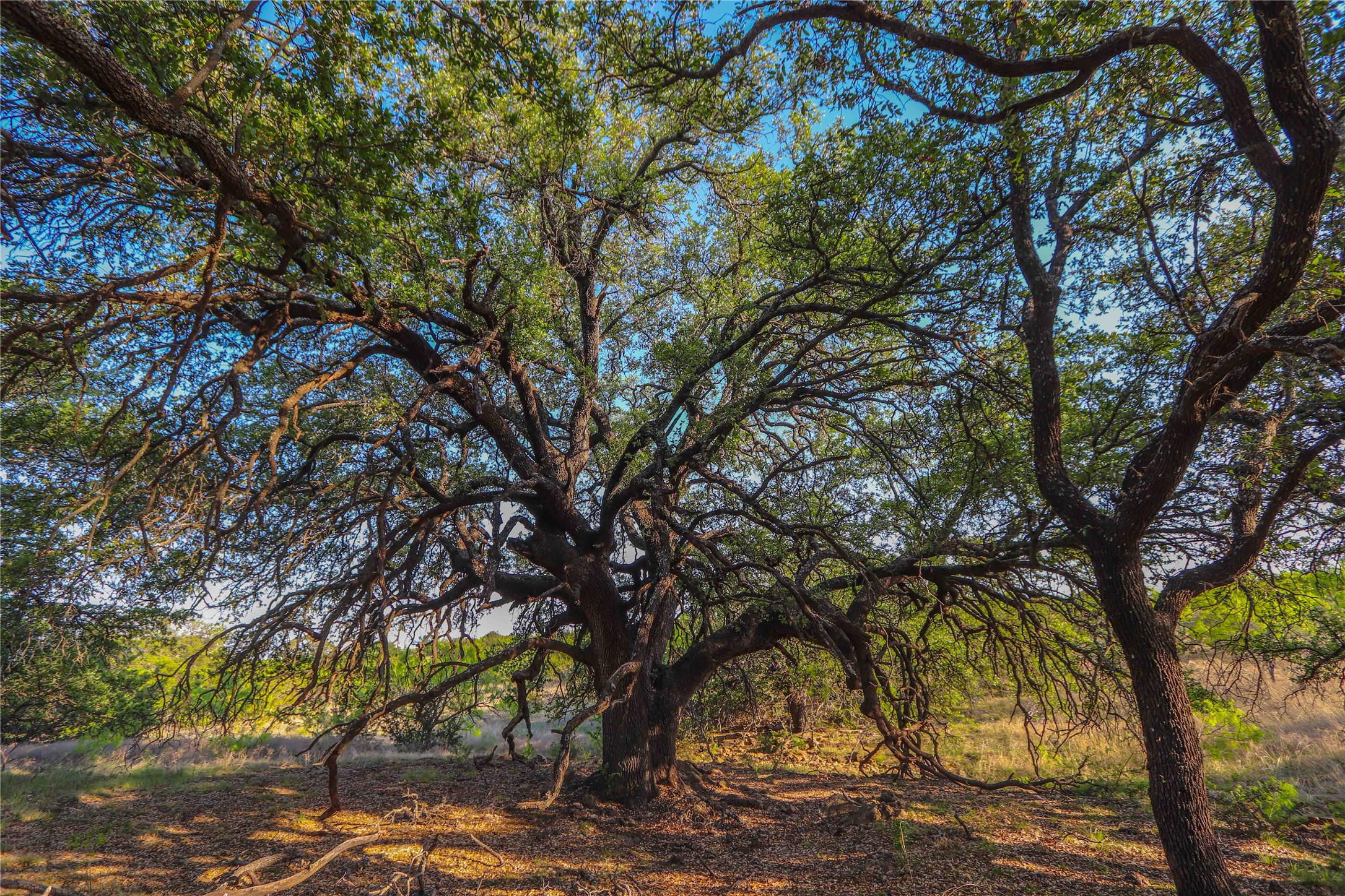 Tbd Cr 404 Valera TX 76884