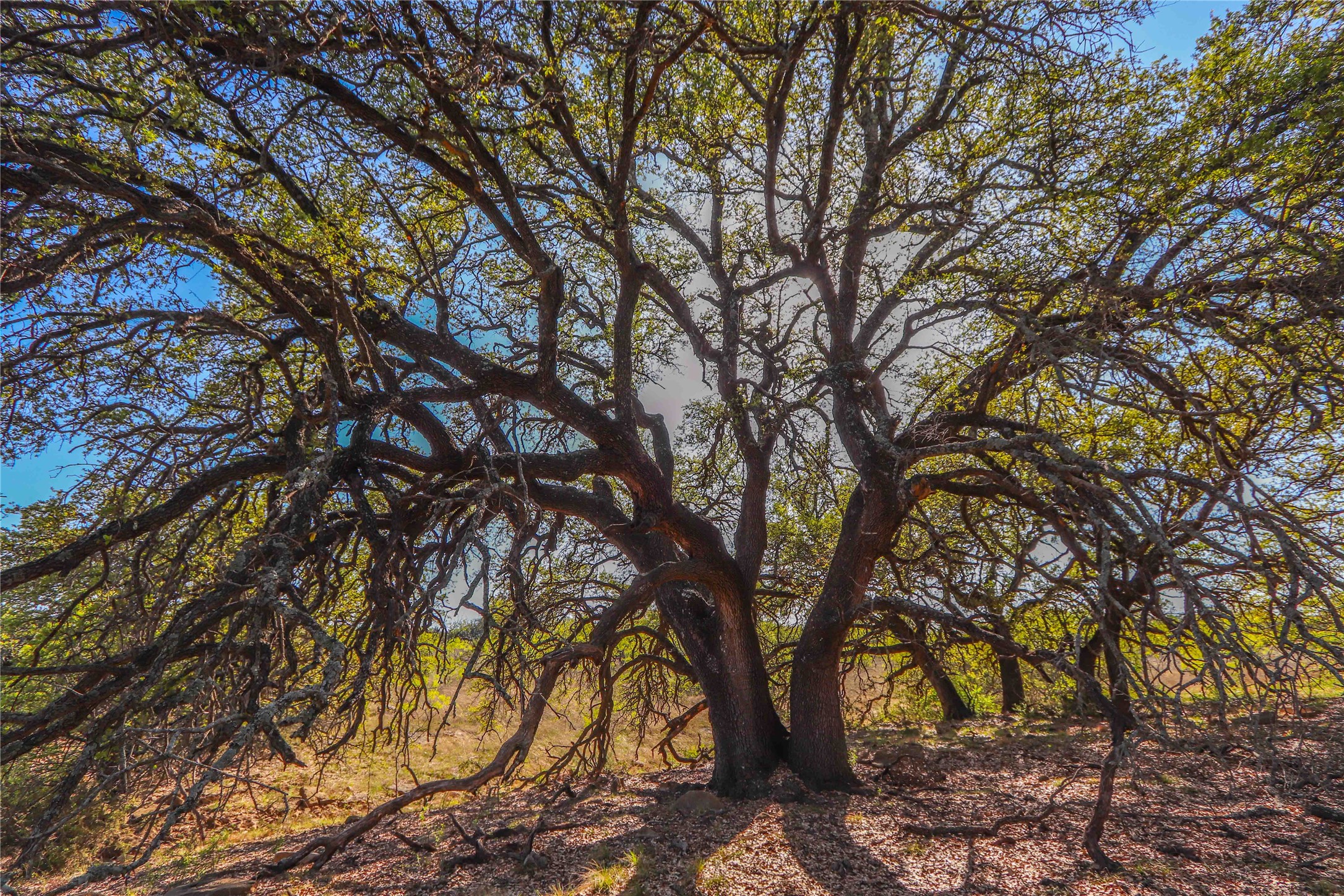 Tbd Cr 404 Valera TX 76884